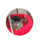 招かない猫達（個別スタンプ：5）