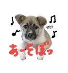 雑種犬こまち（個別スタンプ：10）