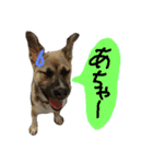 雑種犬こまち（個別スタンプ：14）