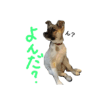 雑種犬こまち（個別スタンプ：19）