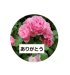 素敵な薔薇達/バラの楽しみ パート2（個別スタンプ：1）