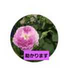 素敵な薔薇達/バラの楽しみ パート2（個別スタンプ：13）