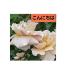 素敵な薔薇達/バラの楽しみ パート2（個別スタンプ：18）