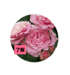 素敵な薔薇達/バラの楽しみ パート2（個別スタンプ：25）