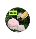 素敵な薔薇達/バラの楽しみ パート2（個別スタンプ：28）