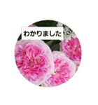 素敵な薔薇達/バラの楽しみ パート2（個別スタンプ：30）