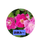 素敵な薔薇達/バラの楽しみ パート2（個別スタンプ：35）