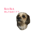 ミックス犬のココア（個別スタンプ：1）