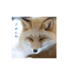 北海道・野生動物な写真スタンプ2（個別スタンプ：13）