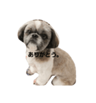 可愛い愛犬です（個別スタンプ：14）