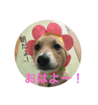 雑種犬 つむぎ＆メイ（個別スタンプ：1）