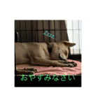 雑種犬 つむぎ＆メイ（個別スタンプ：11）