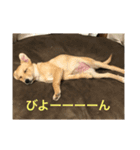 雑種犬 つむぎ＆メイ（個別スタンプ：13）