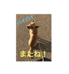 雑種犬 つむぎ＆メイ（個別スタンプ：16）