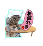 仲谷家のぷり子猫達（個別スタンプ：1）