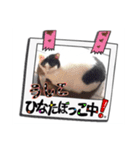 仲谷家のぷり子猫達（個別スタンプ：7）