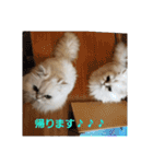 甘えん坊な猫ちゃん達（個別スタンプ：40）