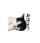 白黒ねこスタンプ（個別スタンプ：1）