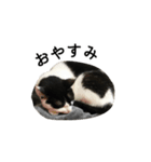 白黒ねこスタンプ（個別スタンプ：6）