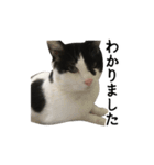 白黒ねこスタンプ（個別スタンプ：17）