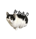 白黒ねこスタンプ（個別スタンプ：19）