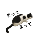 白黒ねこスタンプ（個別スタンプ：22）