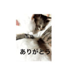 猫のパンの日常（個別スタンプ：4）