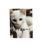 猫のパンの日常（個別スタンプ：6）