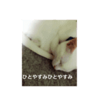 猫のパンの日常（個別スタンプ：7）