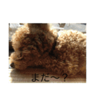 うちの犬の感じ（個別スタンプ：10）