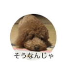 うちの犬の感じ（個別スタンプ：12）