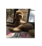 うちの犬の感じ（個別スタンプ：13）