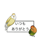 Love lovebirds（個別スタンプ：3）