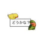 Love lovebirds（個別スタンプ：16）