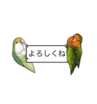 Love lovebirds（個別スタンプ：22）