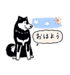 Every Day Dog 黒柴 日本語（個別スタンプ：1）