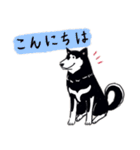 Every Day Dog 黒柴 日本語（個別スタンプ：2）
