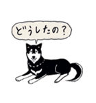 Every Day Dog 黒柴 日本語（個別スタンプ：8）