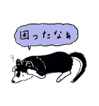 Every Day Dog 黒柴 日本語（個別スタンプ：17）