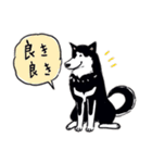 Every Day Dog 黒柴 日本語（個別スタンプ：18）