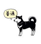 Every Day Dog 黒柴 日本語（個別スタンプ：20）