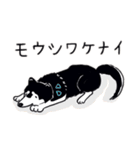 Every Day Dog 黒柴 日本語（個別スタンプ：24）