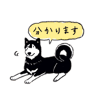 Every Day Dog 黒柴 日本語（個別スタンプ：33）