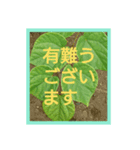 爽やかな葉と簡単な挨拶を合わせたスタンプ（個別スタンプ：1）