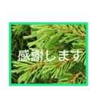 爽やかな葉と簡単な挨拶を合わせたスタンプ（個別スタンプ：3）