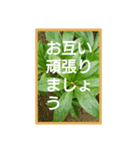 爽やかな葉と簡単な挨拶を合わせたスタンプ（個別スタンプ：10）