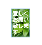 爽やかな葉と簡単な挨拶を合わせたスタンプ（個別スタンプ：11）