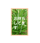 爽やかな葉と簡単な挨拶を合わせたスタンプ（個別スタンプ：14）