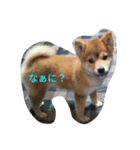 柴犬りく（個別スタンプ：1）