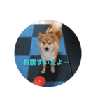 柴犬りく（個別スタンプ：8）